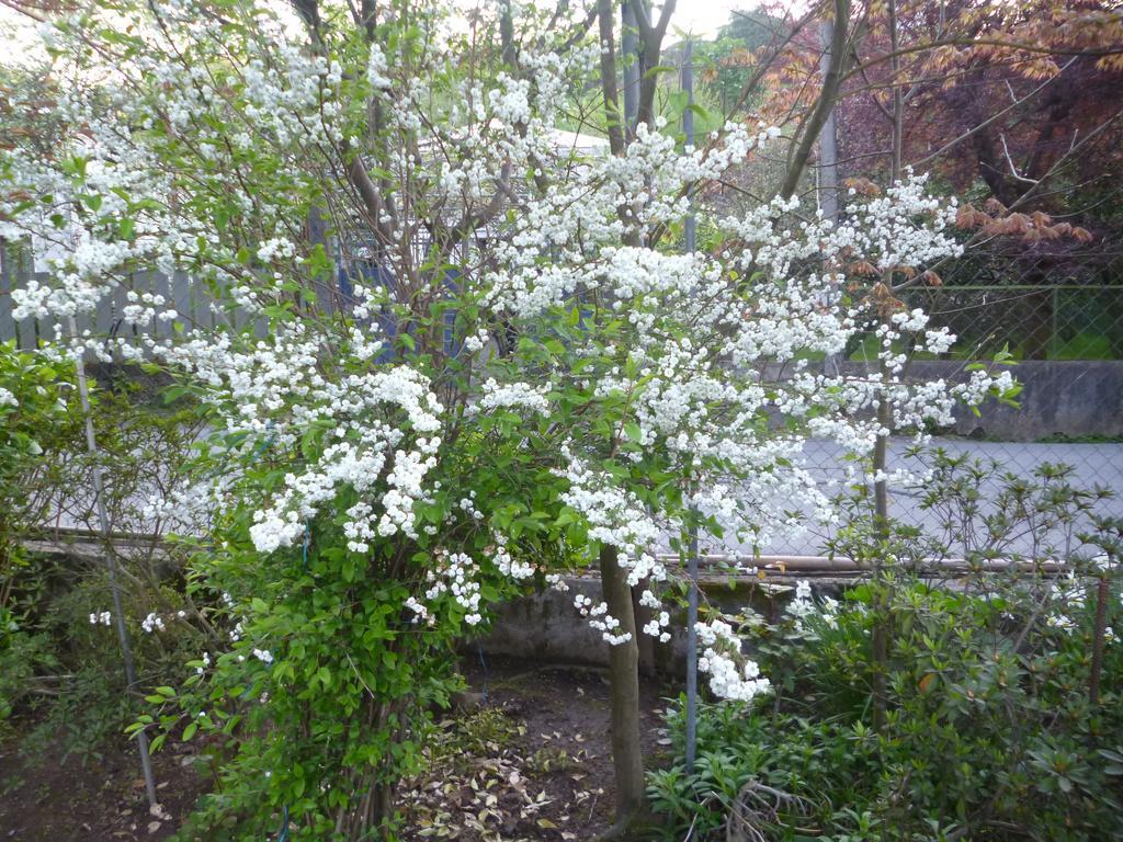 Guest House Elena Machindżauri Zewnętrze zdjęcie